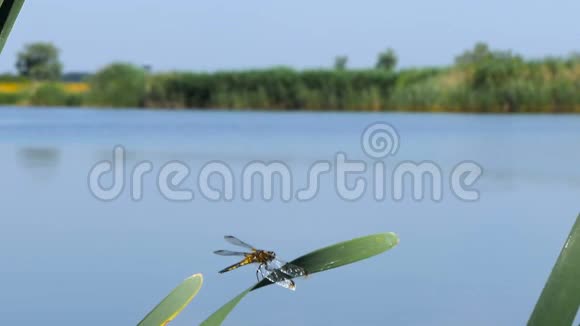 蜻蜓正坐在河边的一片叶子上自然栖息视频的预览图