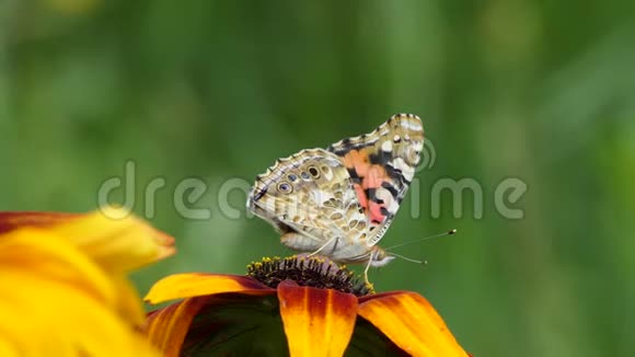 美丽的蝴蝶在花园里的一朵花上夏天的自然视频的预览图