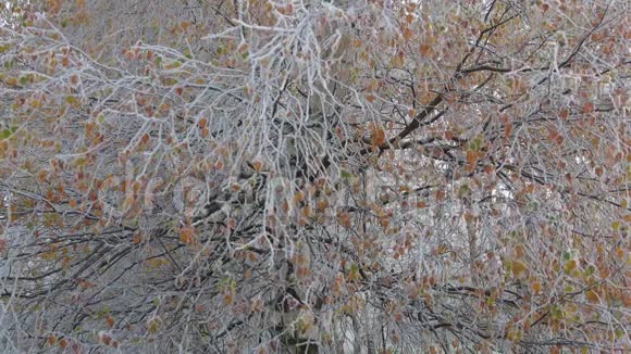 冰冻的桦树枝在晨霜十月的早晨视频的预览图