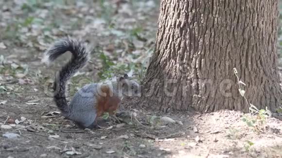 森林地板上的松鼠视频的预览图