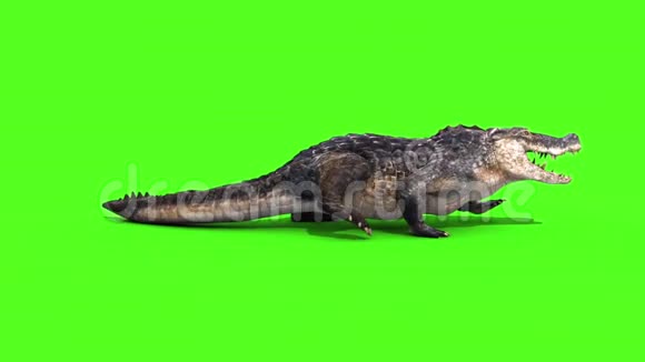 鳄鱼爬行动物静态海岸侧循环绿屏视频的预览图
