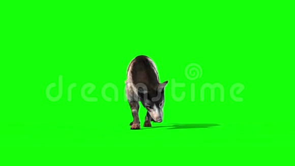 狗步行和嗅探前绿色屏幕3D渲染循环动画视频的预览图