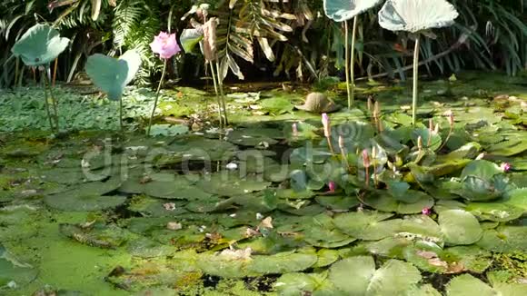 从上面漂浮的绿色百合花在平静的池塘叶子漂浮在平静的水中佛教宗教的象征视频的预览图