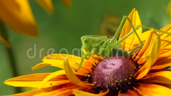 绿色的蚱蜢在花上巨大多彩蝗虫视频的预览图
