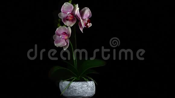三朵美丽的粉红色花长在一个石制的罐子里视频的预览图