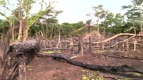 森林被刀耕火种烧毁视频的预览图