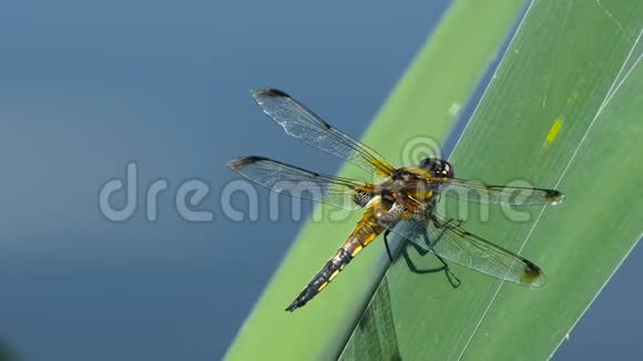 蜻蜓正坐在河边的一片叶子上自然栖息视频的预览图