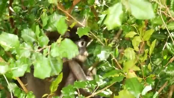 天然昂松国家公园绿叶间树枝上戴着可爱的眼镜叶叶猴视频的预览图