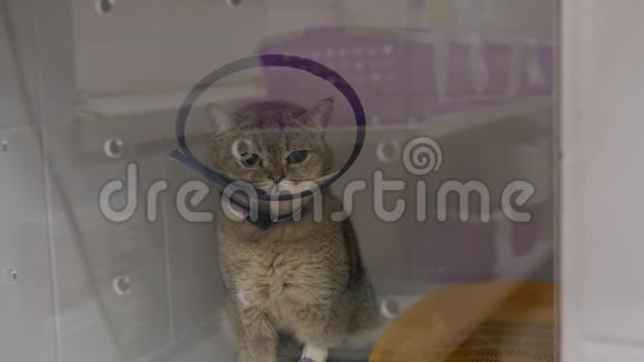 病猫坐在兽医诊所的笼子里视频的预览图