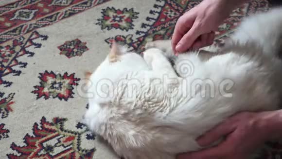 白猫咬猫梳特写视频的预览图