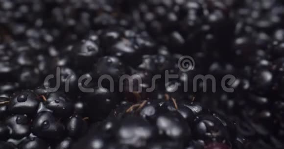 黑莓的宏观探针视频的预览图