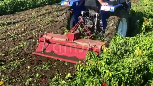 拖拉机在收获后将胡椒灌木丛加工成肥料农民耕田施肥辣椒种植视频的预览图