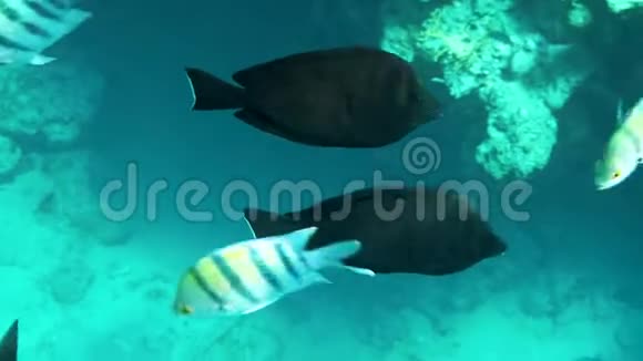 珊瑚礁附近的鱼群水下拍摄海洋野生动物视频的预览图