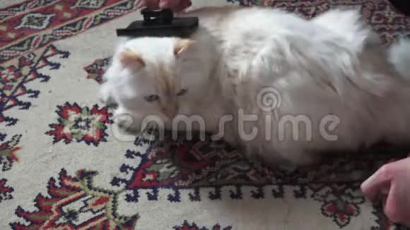 用猫梳刷白猫的皮毛特写视频的预览图