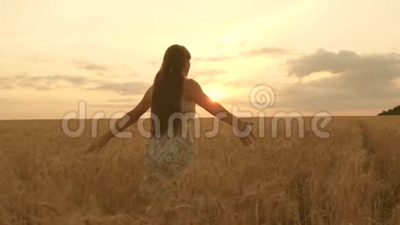 美丽自由的女人在温暖的阳光下在一片麦田的夕阳背景下跳舞女孩旅行快乐的女孩视频的预览图