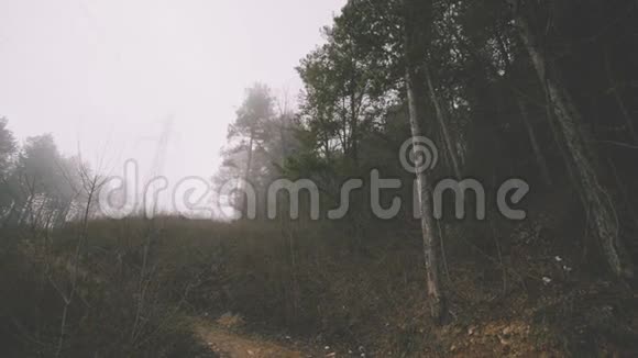 雾蒙蒙的冬山森林松树在乌云密布的日子高姿态的远足电影院的宁静视频的预览图