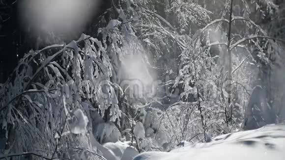 冬天的森林树枝上的雪和树木霜冻的风景视频的预览图