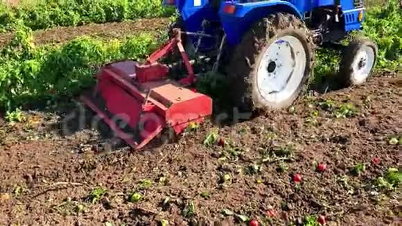 拖拉机收割后耕种土壤农民耕田施肥辣椒种植园季节性农活视频的预览图
