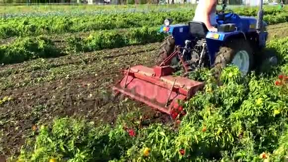 拖拉机在收获后将胡椒灌木丛加工成肥料农民耕田施肥辣椒种植视频的预览图