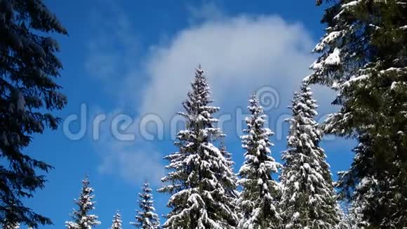 冬季针叶林树枝和树木上的雪霜冻景观视频的预览图