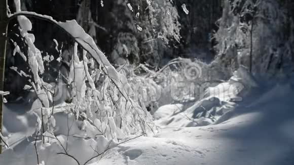 冬天的森林树枝上的雪和树木霜冻的风景视频的预览图