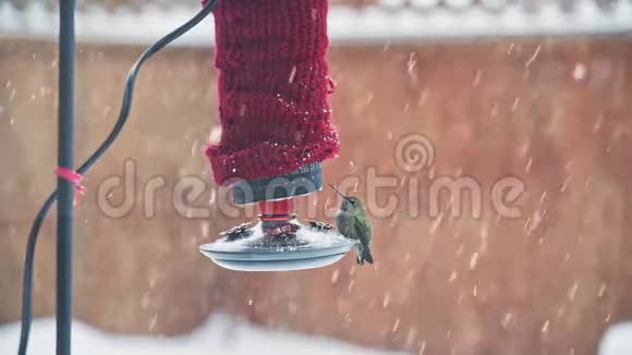 雪下时安娜的蜂鸟从红色的后院喂食器中觅食视频的预览图