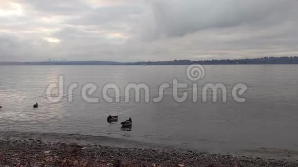 鸭子在华盛顿湖的岩石海滩上探险视频的预览图