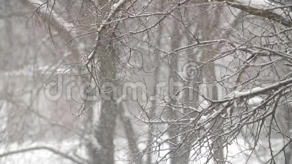 公园下雪了视频的预览图