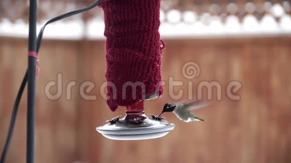雄性安娜在冬季用红色后院饲养的蜂鸟喂食视频的预览图