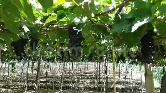黑葡萄挂在葡萄园的藤蔓上视频的预览图