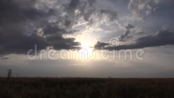 麦田的日落农业观谷物谷物夏天的收获视频的预览图