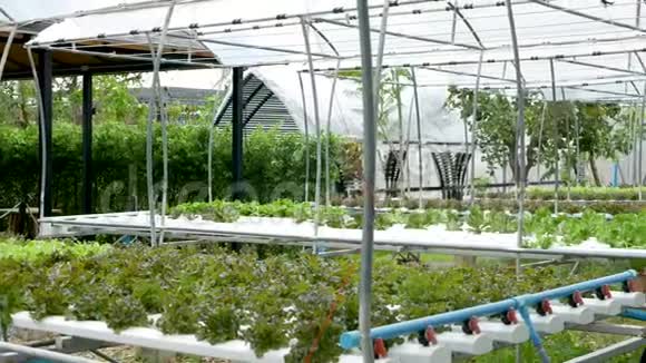 一排排生长在现代生态水培农场花园床上的新鲜多汁植物健康环保的概念视频的预览图
