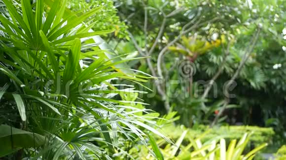 奇异热带花园的美丽景观茂密不通的热带花园充满了美丽的异国植物视频的预览图