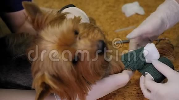 兽医用爪子包扎狗伤口治疗犬视频的预览图
