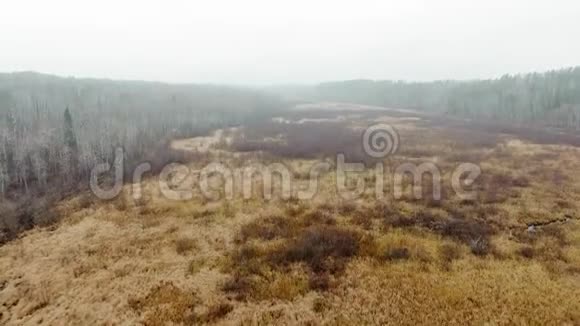 无人机摄像机在雾中升起在黄色的田野和死亡的森林之上加拿大马尼托巴视频的预览图