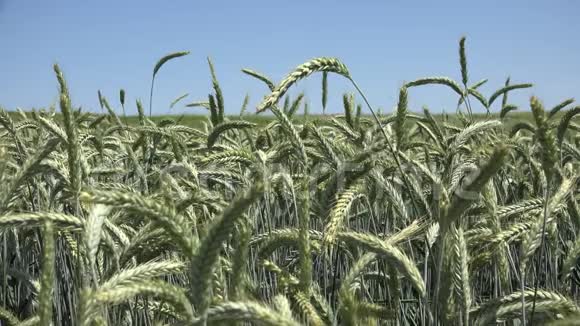 日落时的黑麦麦穗农田谷物谷物收获视频的预览图