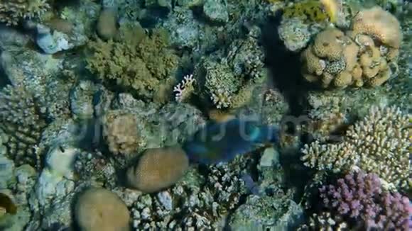 珊瑚花园海景热带水下海鱼水下鱼礁海洋热带五彩缤纷的海景视频的预览图