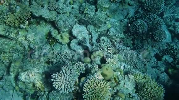 珊瑚花园海景热带水下海鱼水下鱼礁海洋热带五彩缤纷的海景视频的预览图