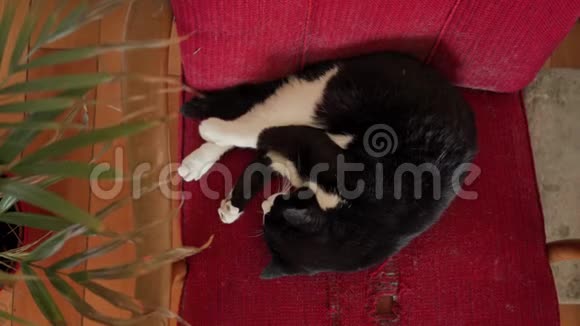 可爱的黑白猫睡在老式的红色扶手椅上女人的手抚摸一只猫关门视频的预览图