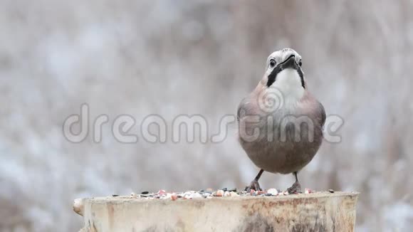 欧亚杰伊加鲁勒斯腺冬季鸟类饲养员视频的预览图