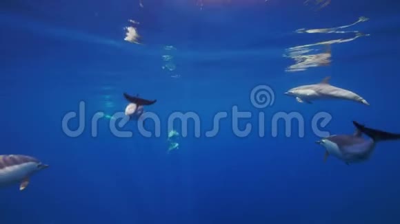 在海岸附近的短喙普通海豚后面惊人的水下游泳视频的预览图