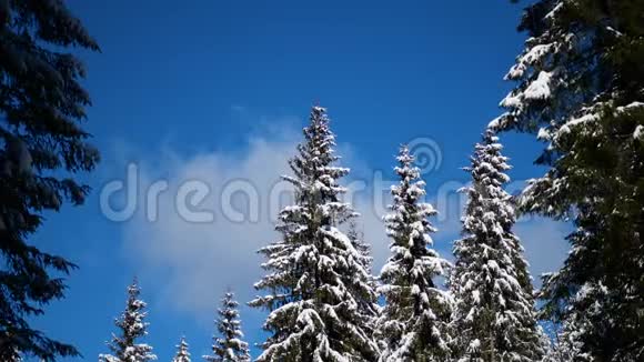 冬季针叶林树枝和树木上的雪霜冻景观视频的预览图