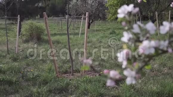 春天的花园视频的预览图