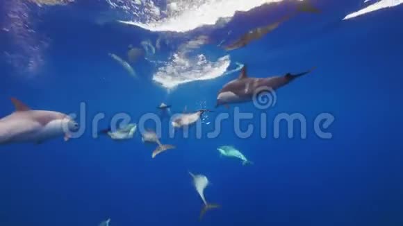 在碧海清澈的海水中随着短喙的普通海豚在水下快速呼吸视频的预览图