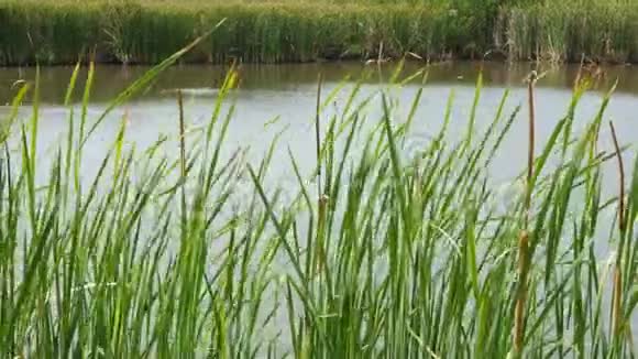 在湖泊或池塘水的背景上的芦苇灌丛浓密的棕色芦苇叶子在平静的水和视频的预览图
