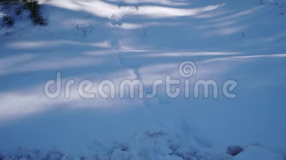 野兔足迹在高雪径树木森林木山阳光日松树电影院景观季节雪花冷视频的预览图