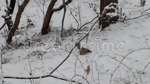 冬天在森林里的松鼠视频的预览图