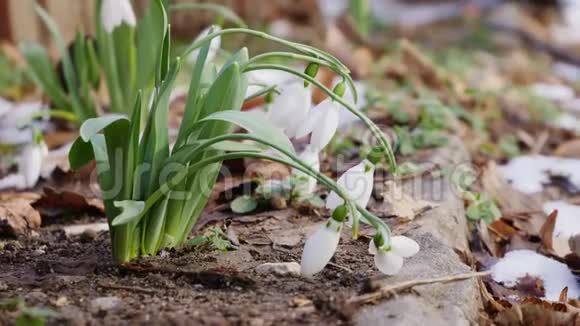 小雪滴花充满活力的绿色和白色冷冻阳光冬日花园特写风美丽精致的自然视频的预览图