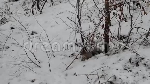 冬天在森林里的松鼠视频的预览图