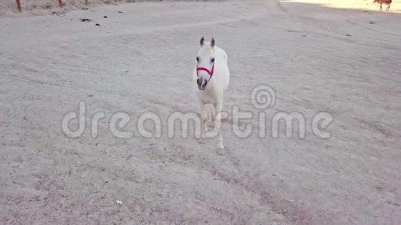射白马由四方在沙漠视频的预览图